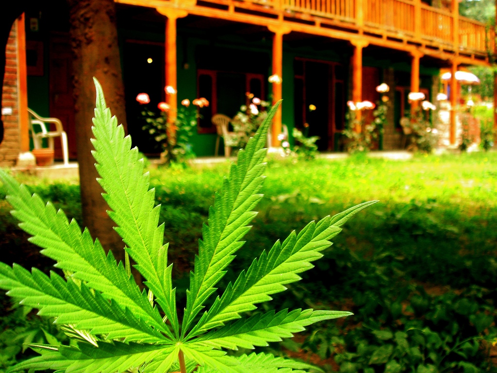 Michigan Bill Would Reclassify Marijuana as Schedule II Substance